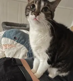 N__2